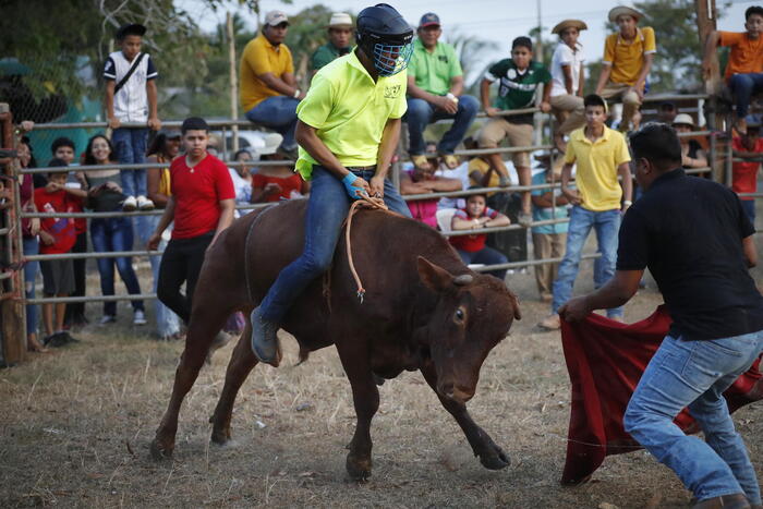 Rodeo dei tori a Roma, insorgono animalisti e Garante