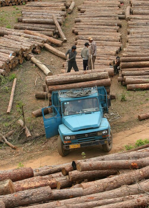 Sima, 'con la carta igienica 3 milioni di alberi nel wc'