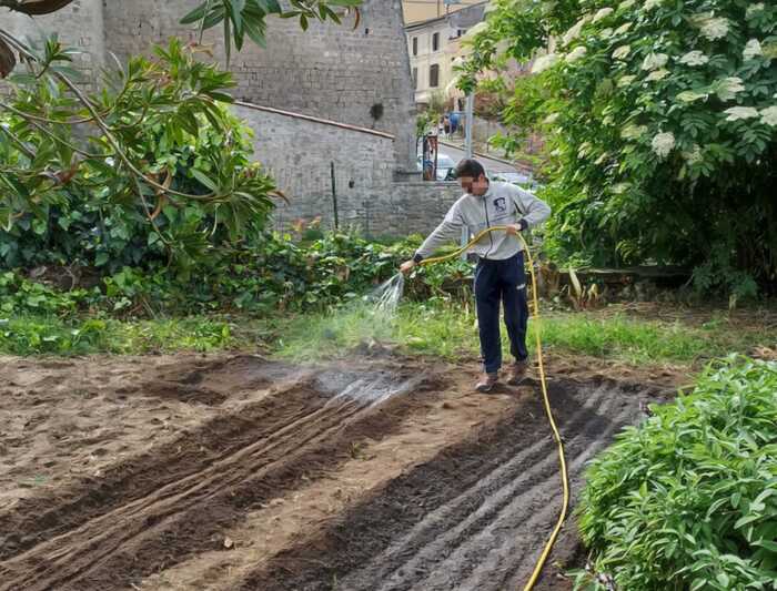 Viterbo, ritrovate le antiche carote viola