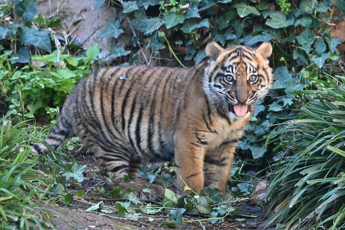 Compie sei mesi Kala, la tigrotta nata al Bioparco di Roma